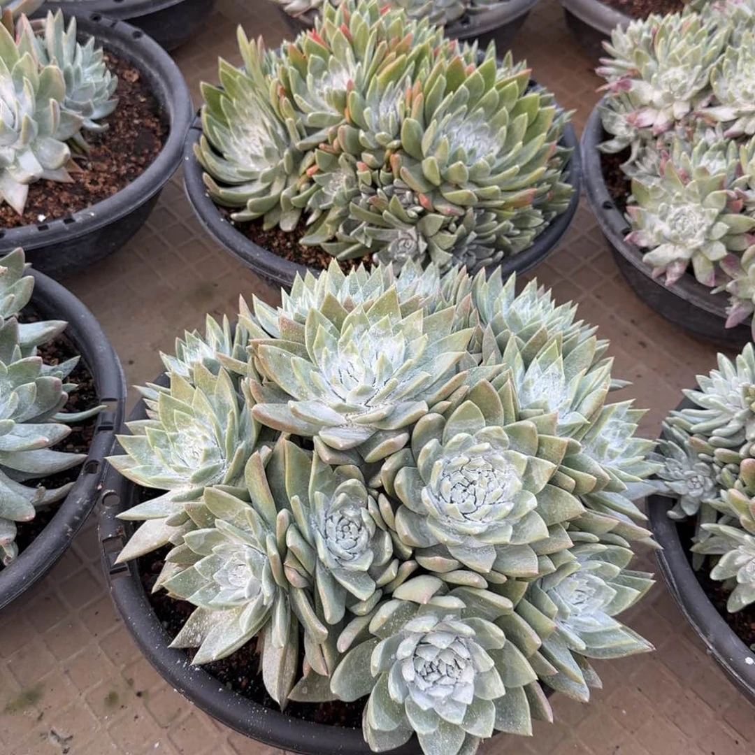 爱*20250205多肉爱莲姐