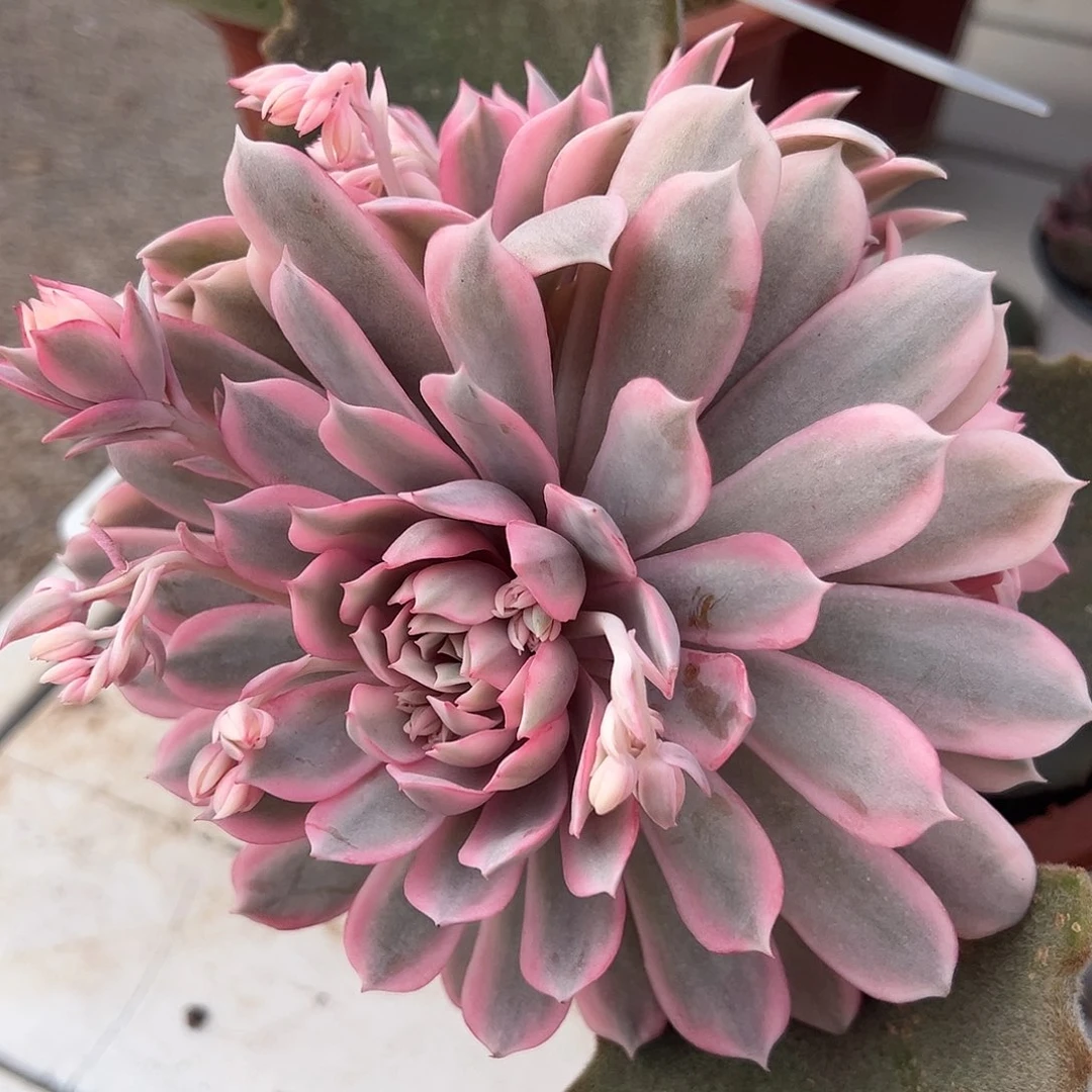 粉蝶锦群多肉植物