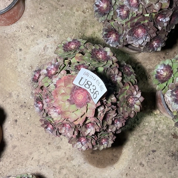 836桃花石   多肉植物
