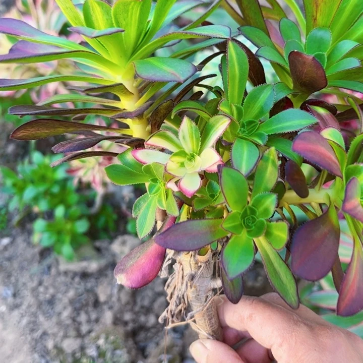 0994砍头多肉爱马仕中斑无根