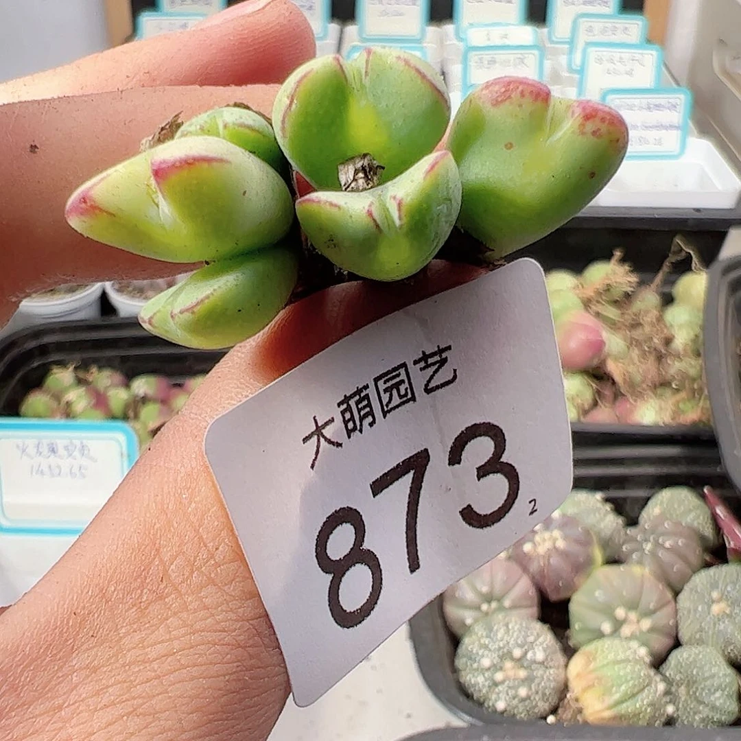 00000873 一物一拍……