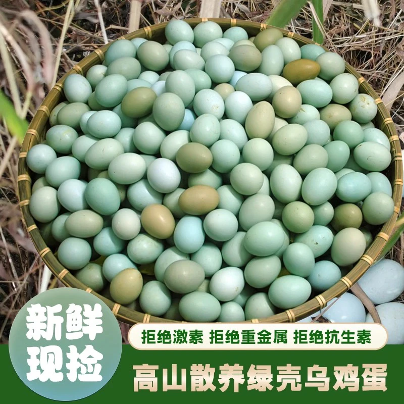50枚乌鸡蛋绿壳土鸡蛋新鲜现捡现发京东/顺丰包邮【买30个送20个】