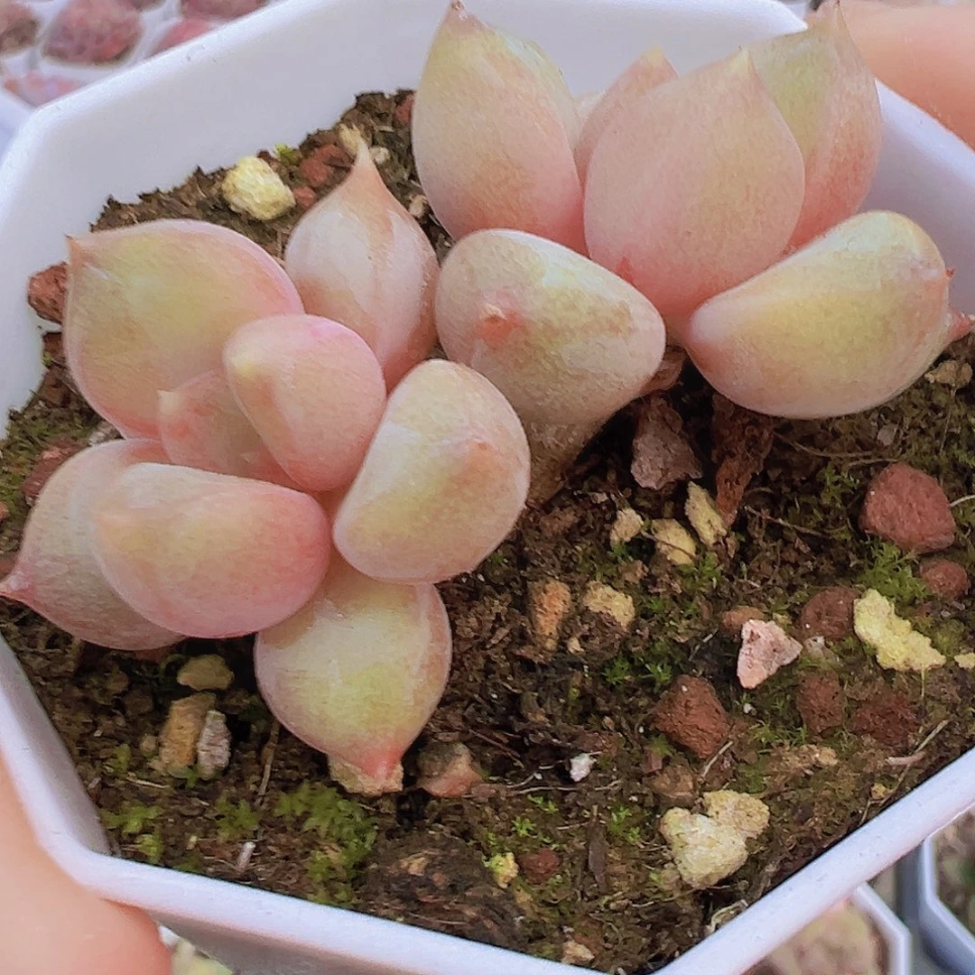 双头圆叶象牙19包邮多肉植物