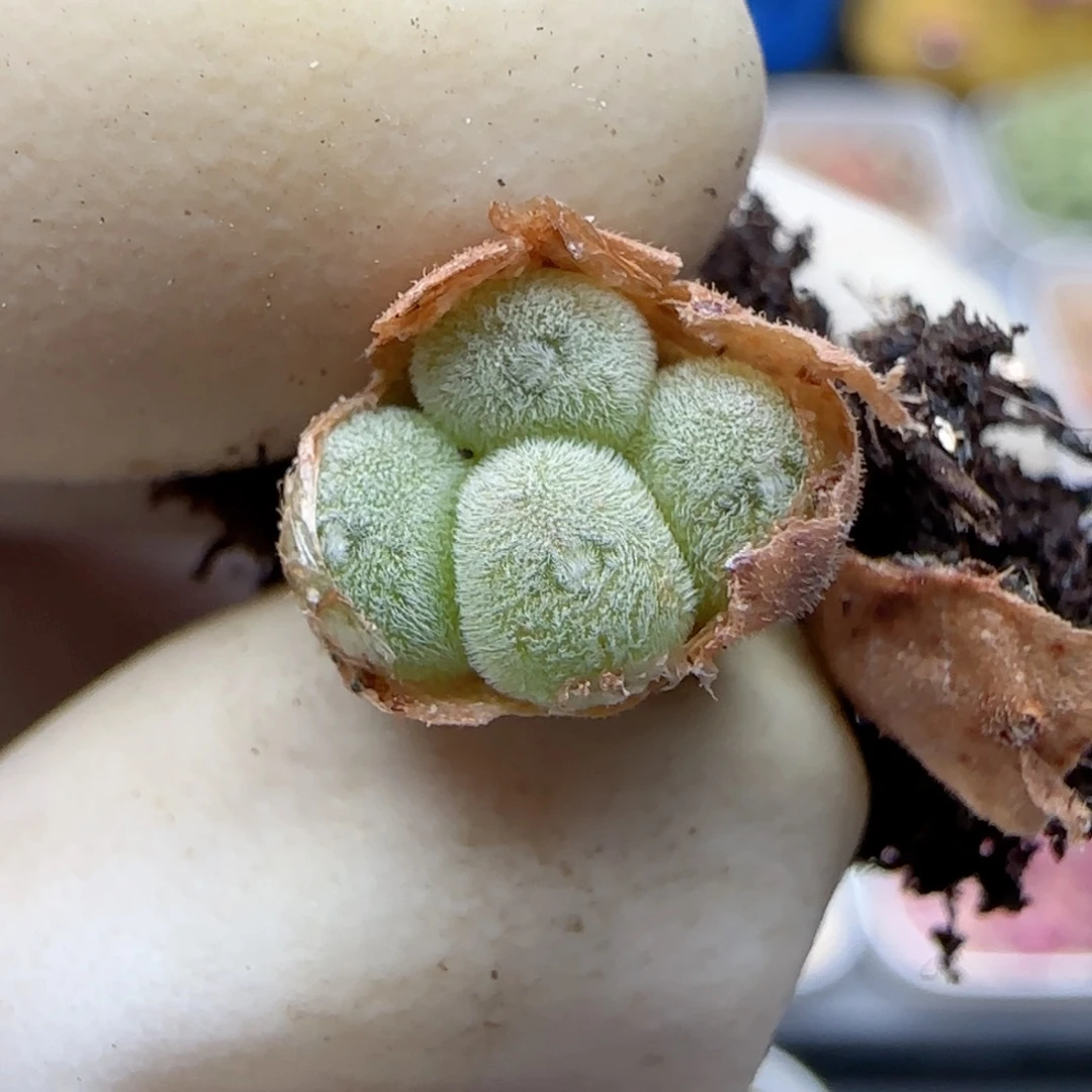 730猕猴福利福利