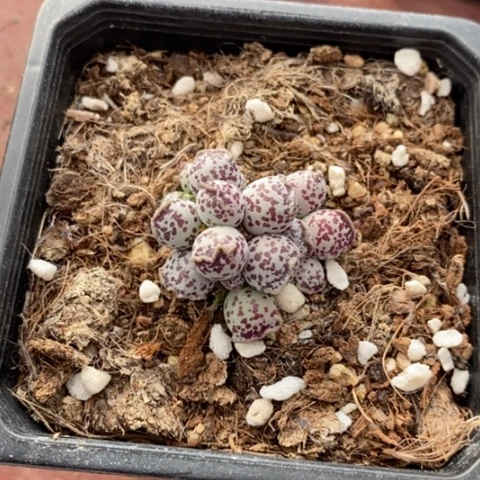 丸叶海豹3仙人球