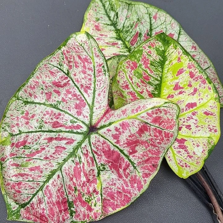 106-0730彩叶芋现货发