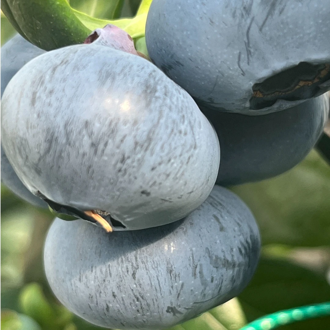 丹东L25花香蓝莓