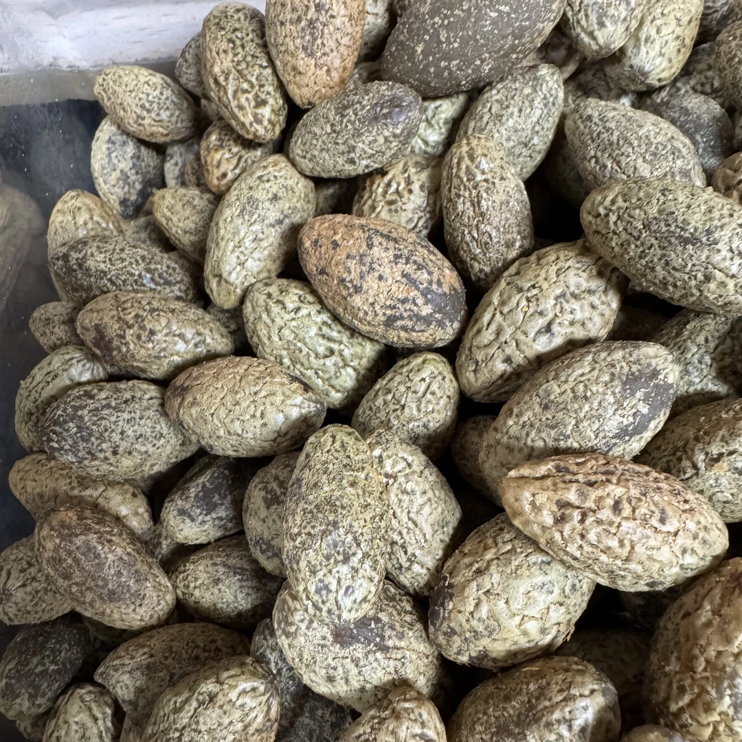 散称半斤揭阳咸橄榄