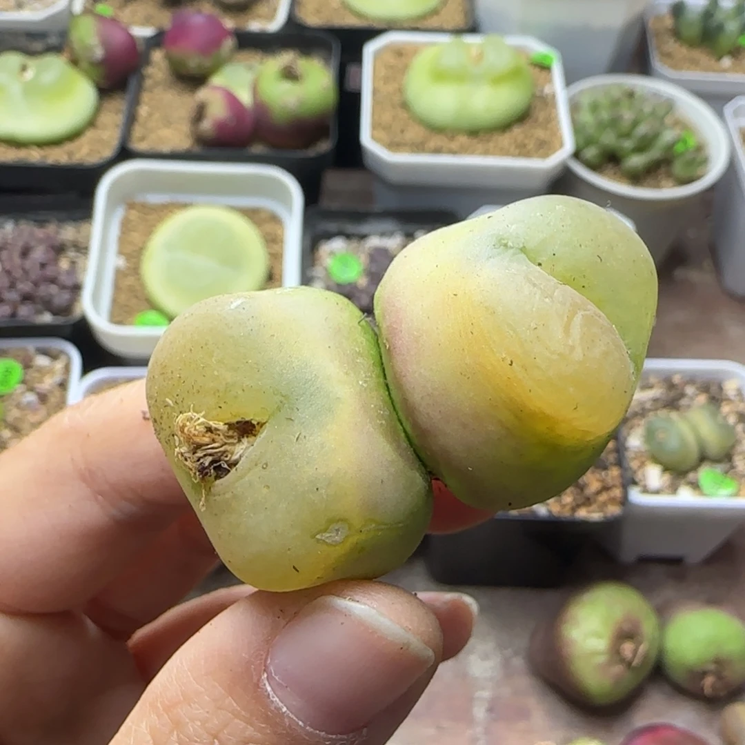 漂漂亮亮双头（289