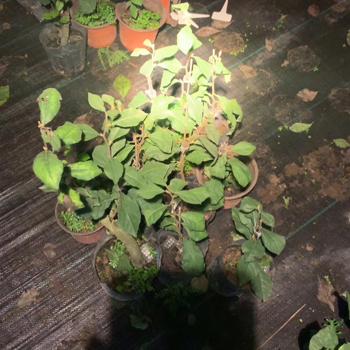 完全开放雪之梦嫁接苗35.8