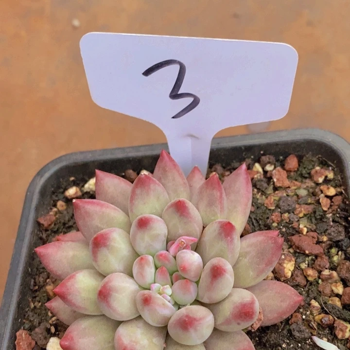 这点不对的起她呀