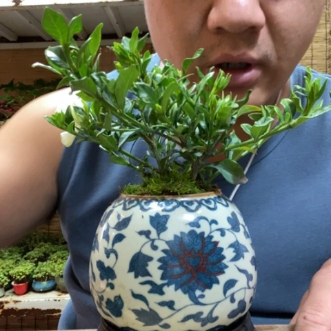 红陶一物一拍所见即所得185