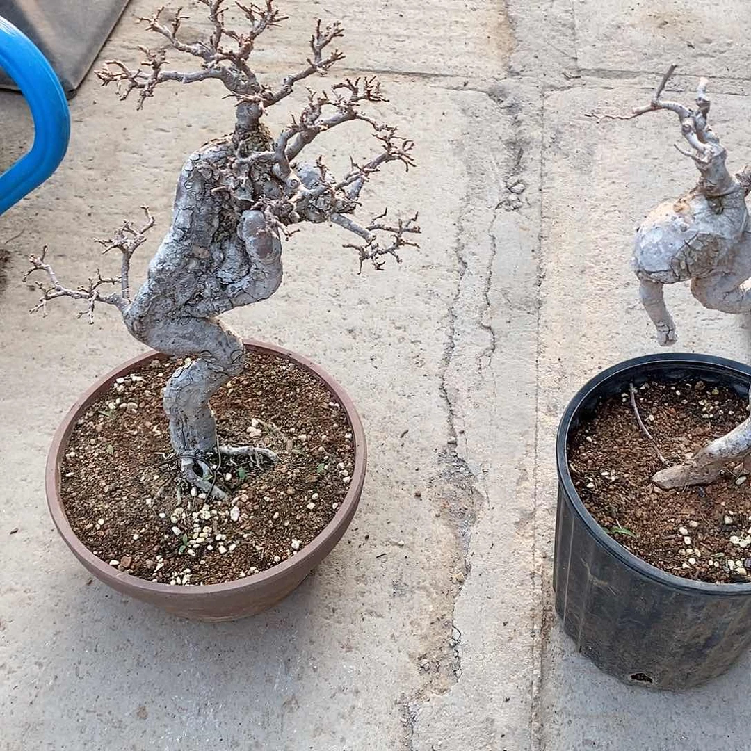 一**月榆树盆景园林123