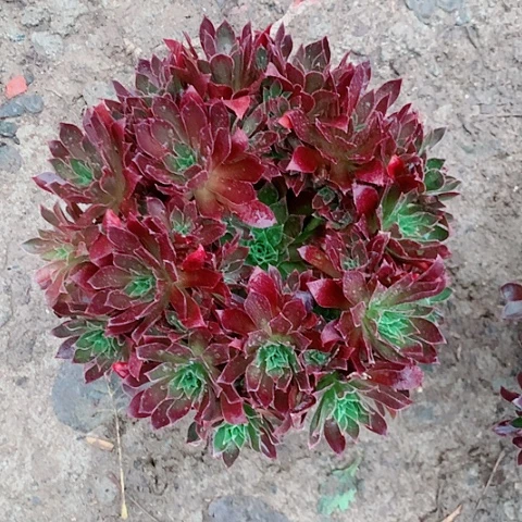 凤凰多肉植法师9号