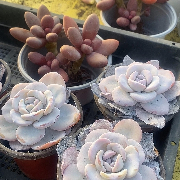 *****无花朵1613号一物一拍雪莲