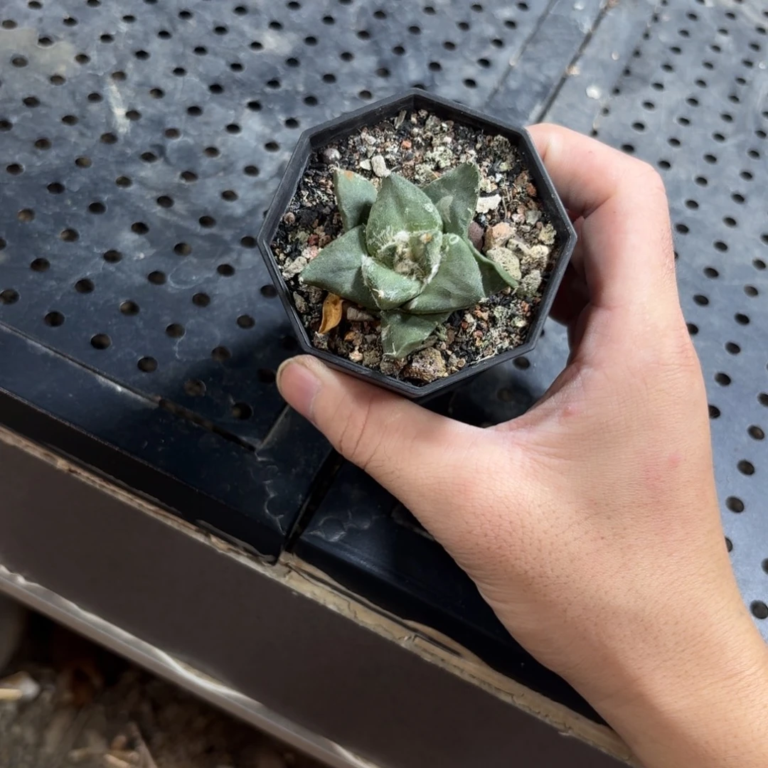 花牡丹26666999999999