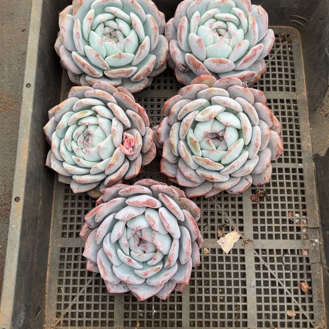 119号新疆西藏内蒙古不包邮的