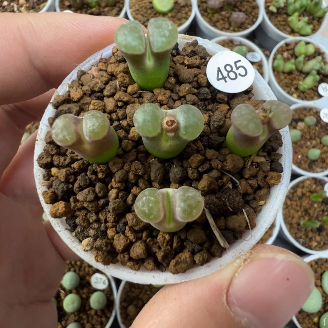 雪花磁铁一颗脱土485000