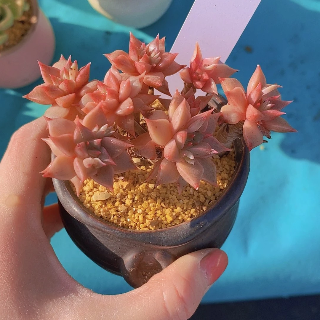 128多肉植物老桩