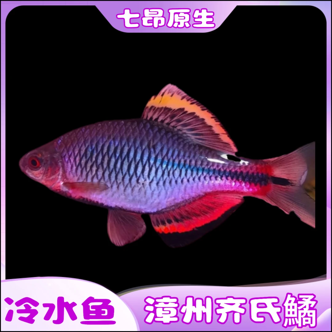 漳州齐氏鱊 原生鱼 冷水鱼鳑鲏鱼 不加温群游鱼耐高温 活体淡水鱼