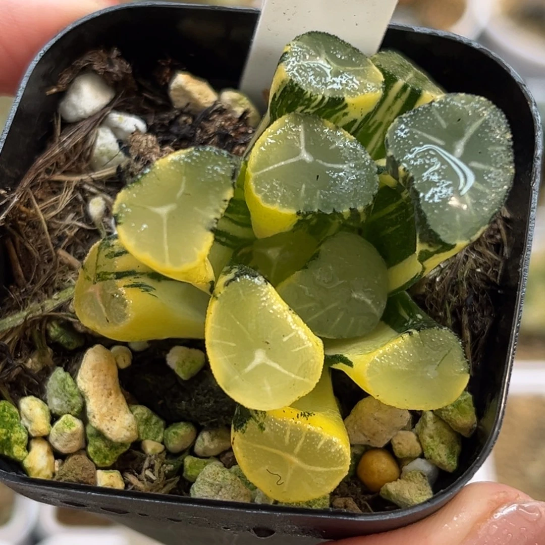 83玉龙万象锦福利专场