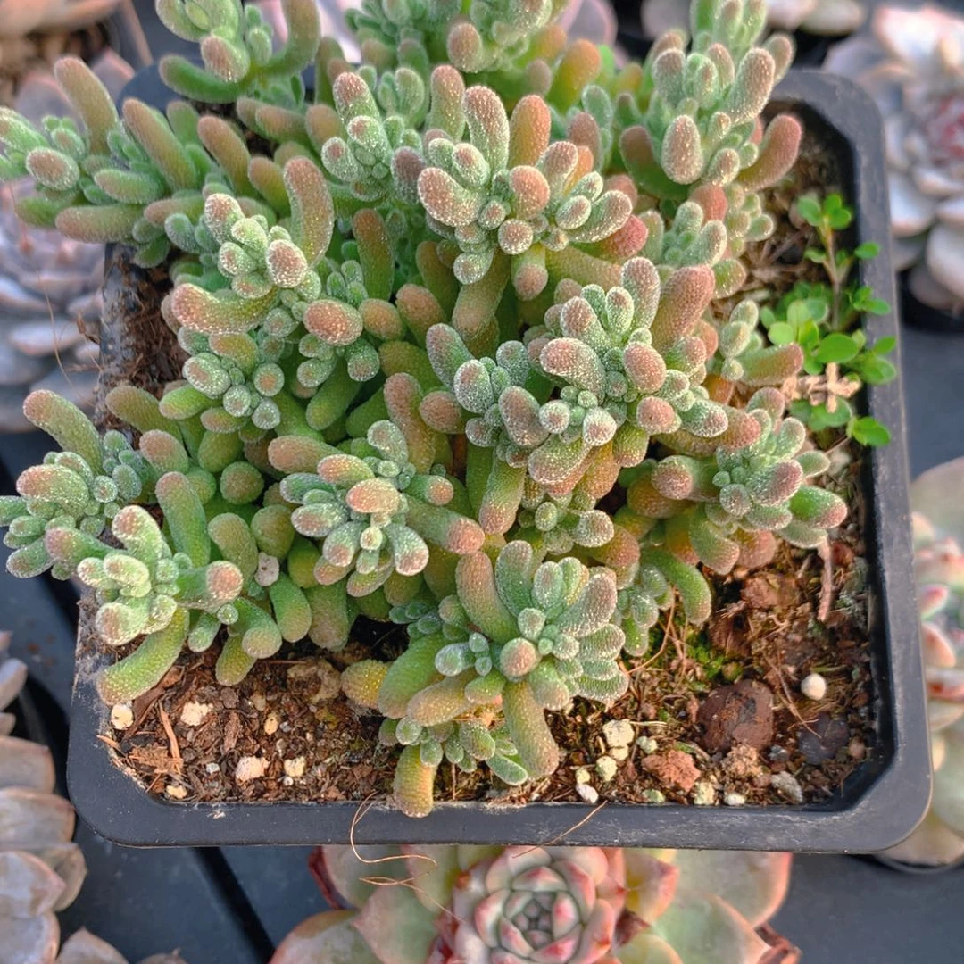 小***:枝干番杏大盆冰晶