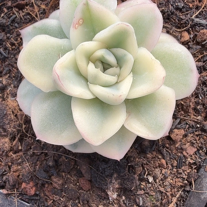 雪鸳锦多肉锦植物