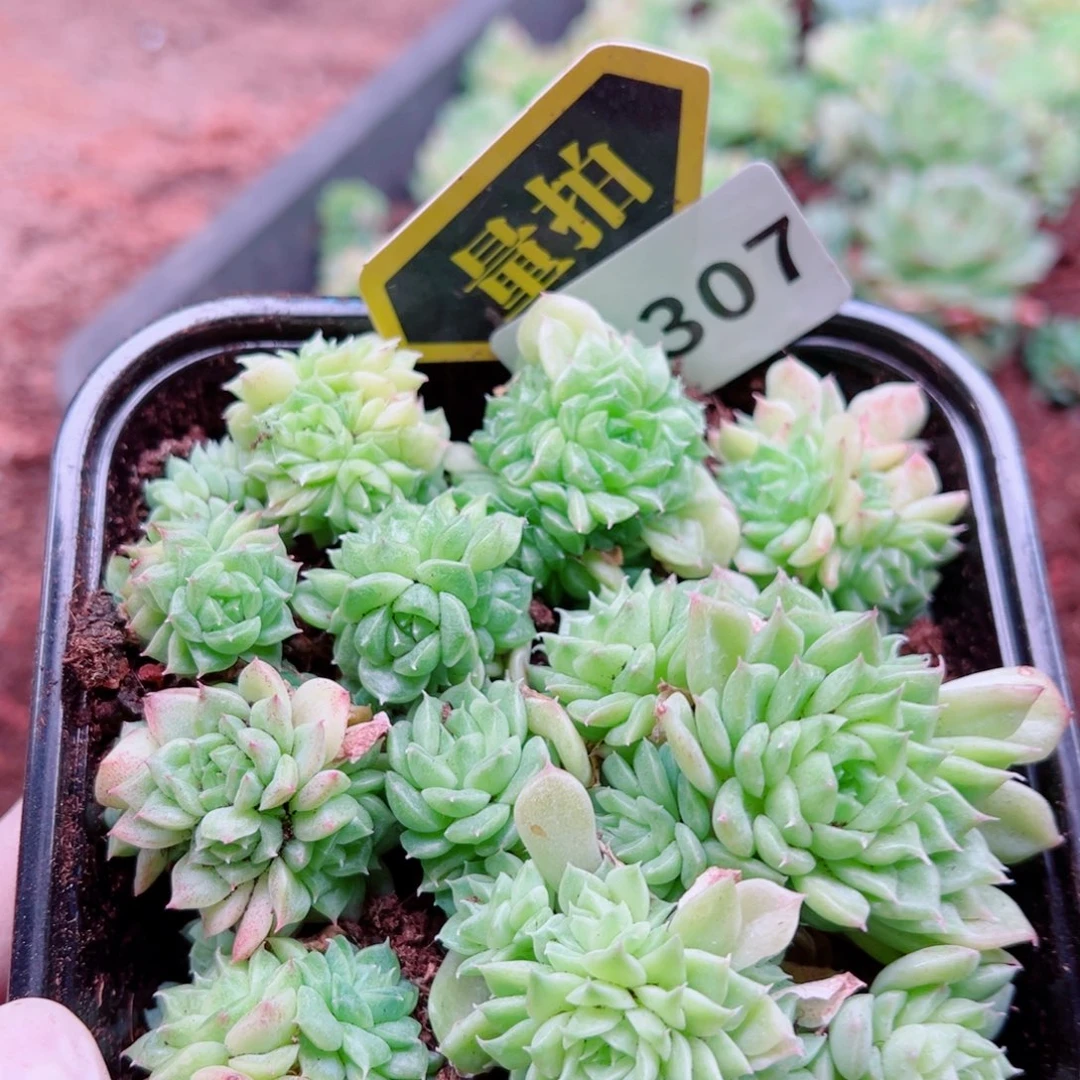 多肉植物多肉植物