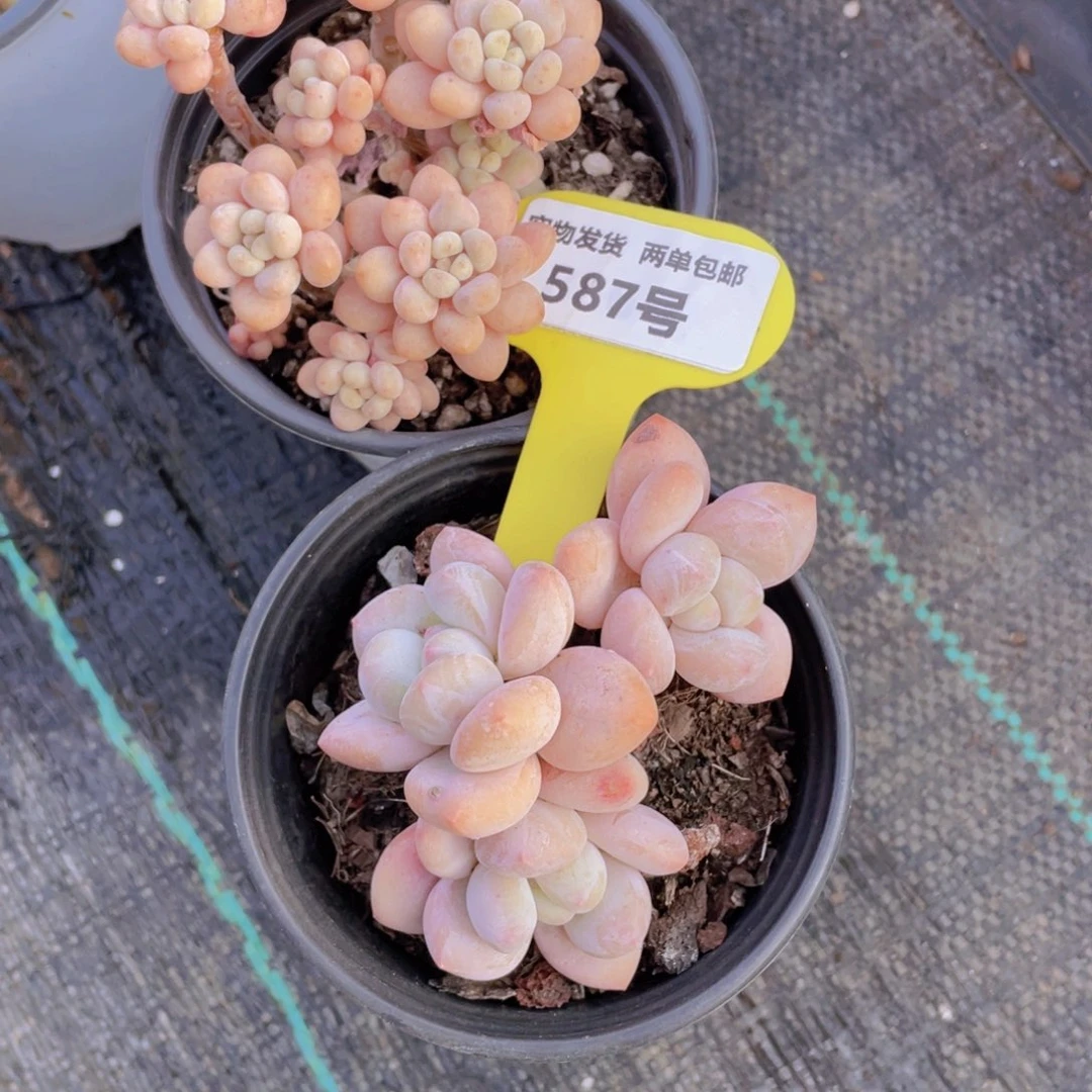 587号 老桩洛可可加香水