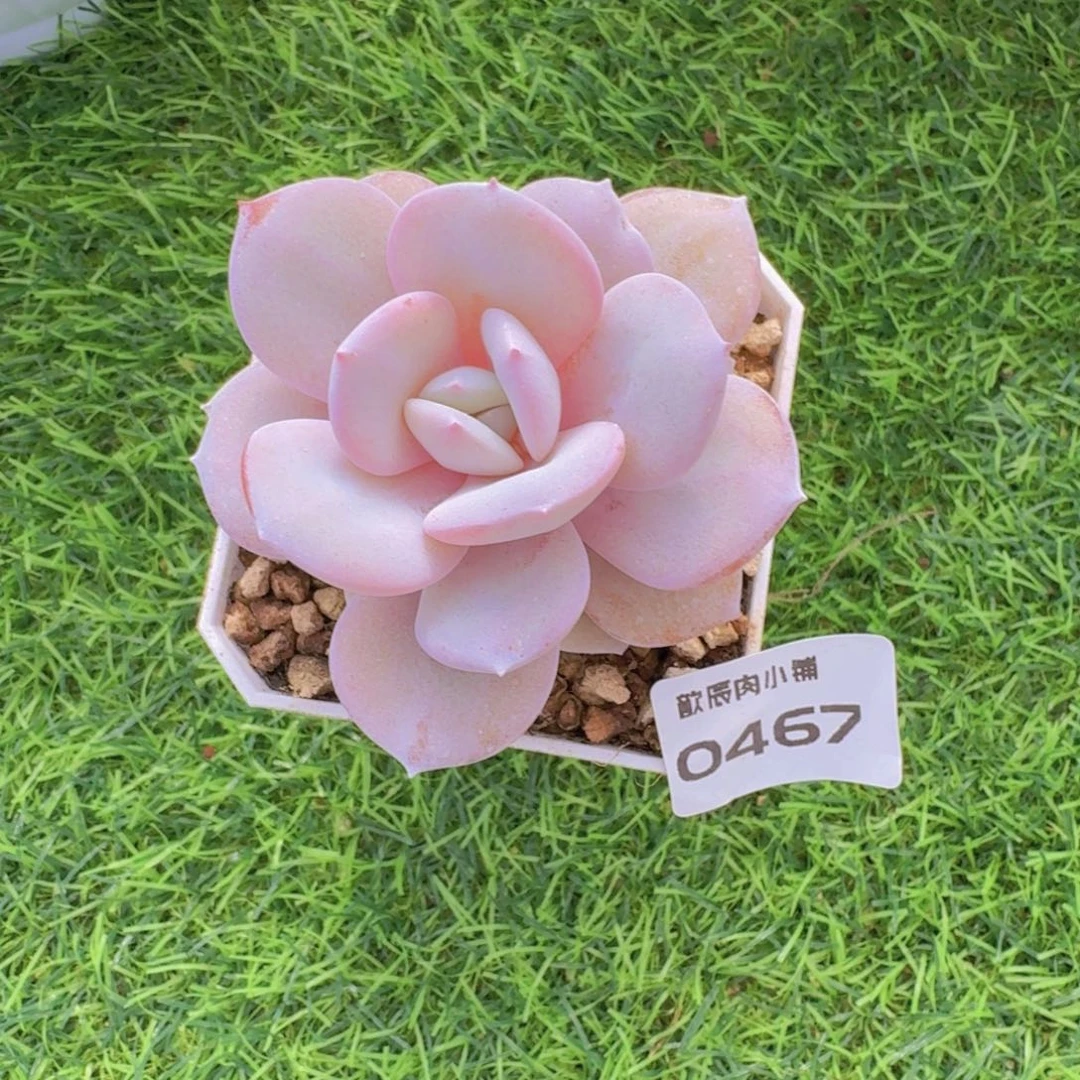 多肉植物奶茶单头0467