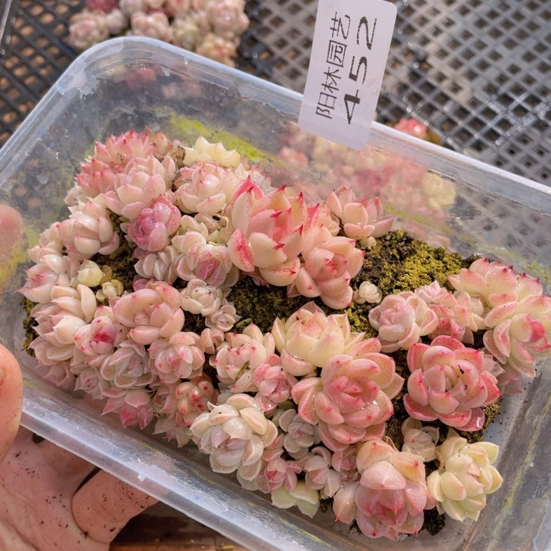 多肉植物多肉植物452