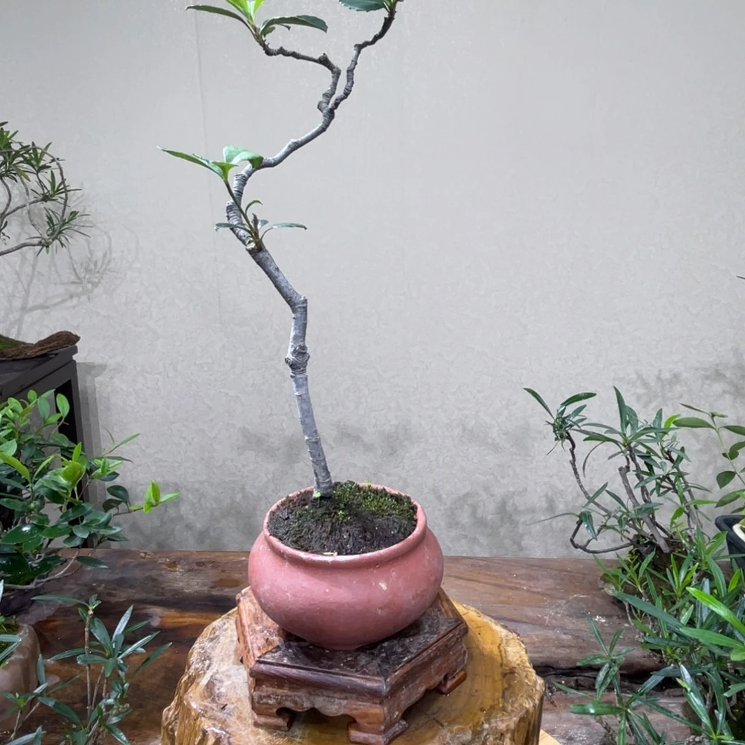 观****无花朵9998880888885505880