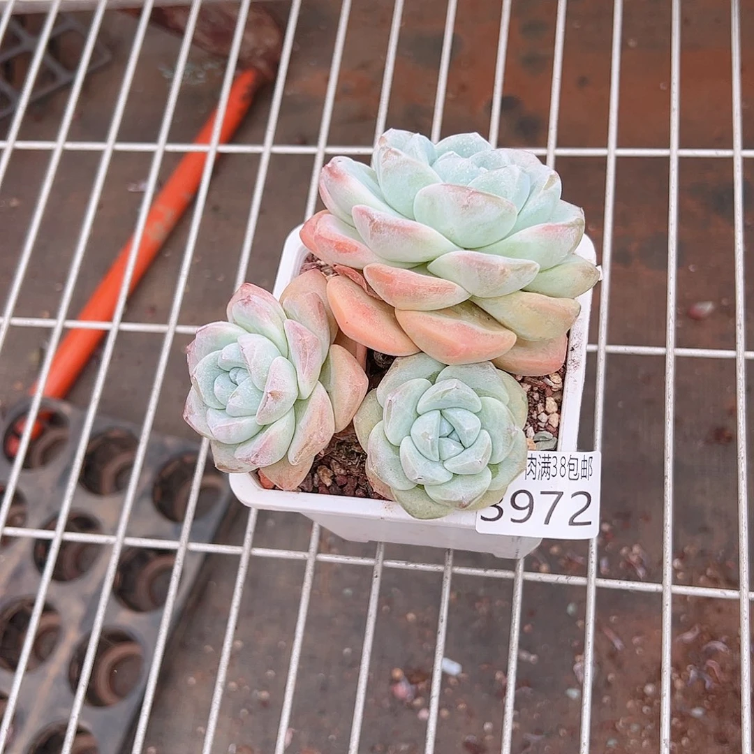 宁***远无花朵多肉一物一拍植物3972