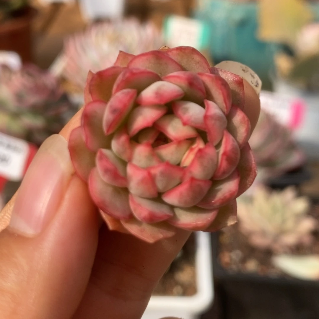 7白覆轮梦幻玫瑰侧芽锦锦锦锦锦锦