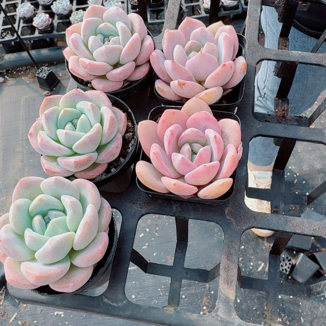 冰梦三颗奶盖两颗量拍15-87