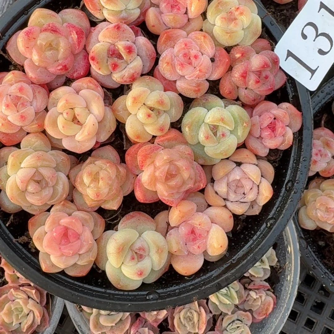 ****多肉植物多肉植物131