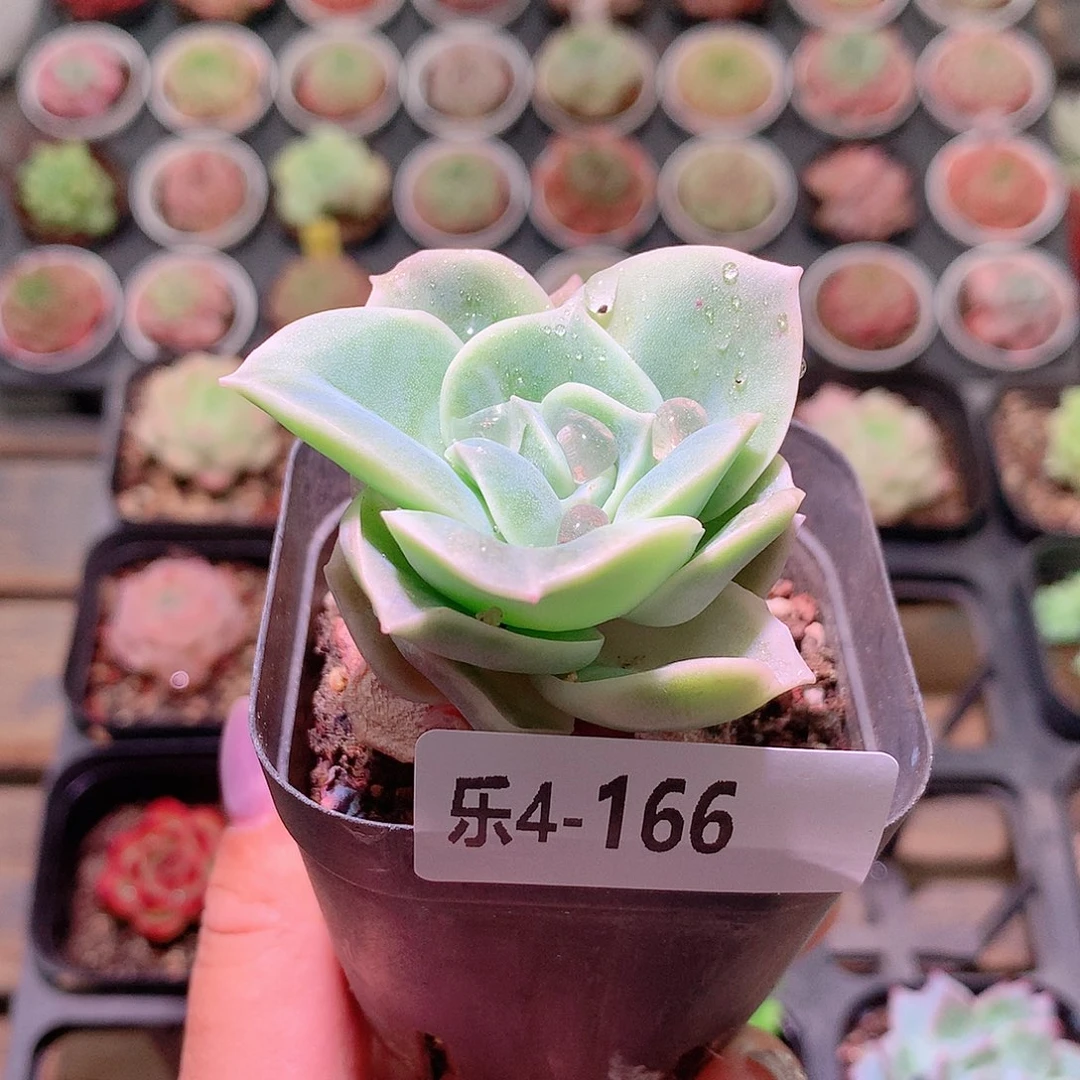 乐然4-166 可爱玫瑰