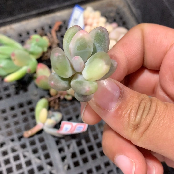 奶酪锦拉丝锦有根可嫁接