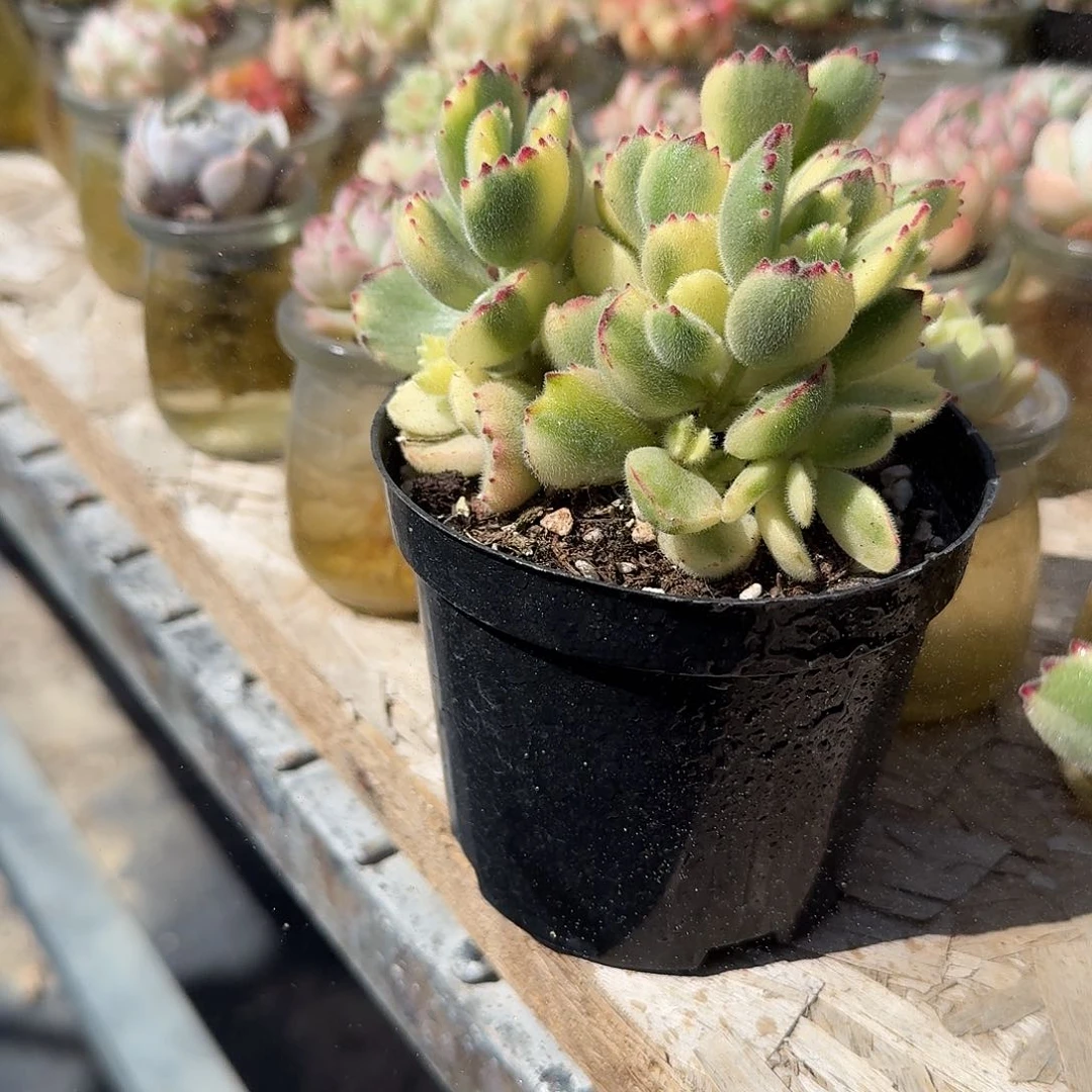 彩虹熊多肉植物精品