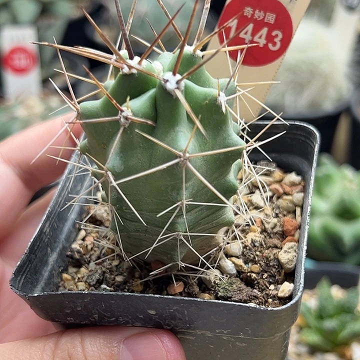 实生狂刺篝火虾一棵仙人球