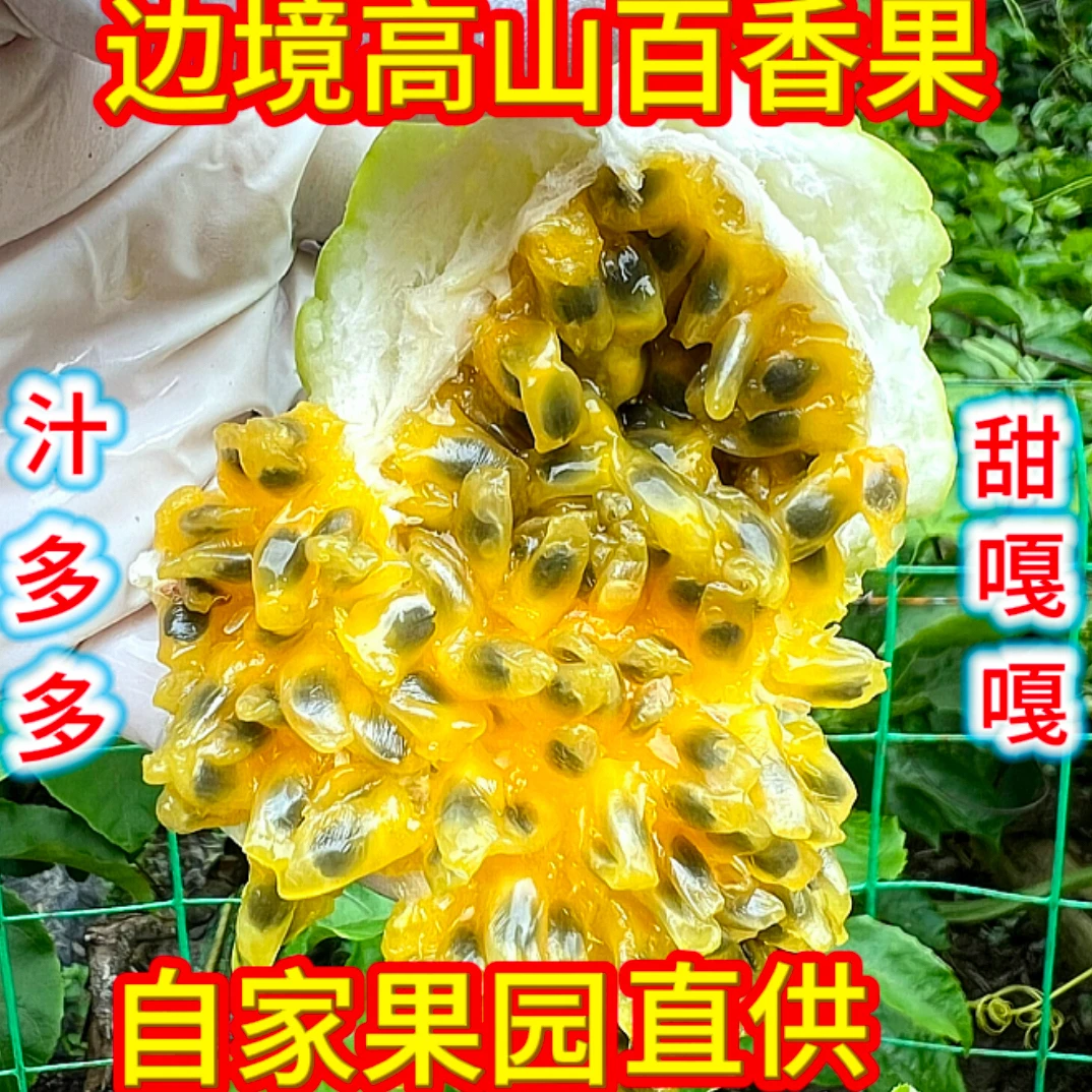 广西边境高山新鲜采摘百香果香甜无酸多汁富含维生素C
