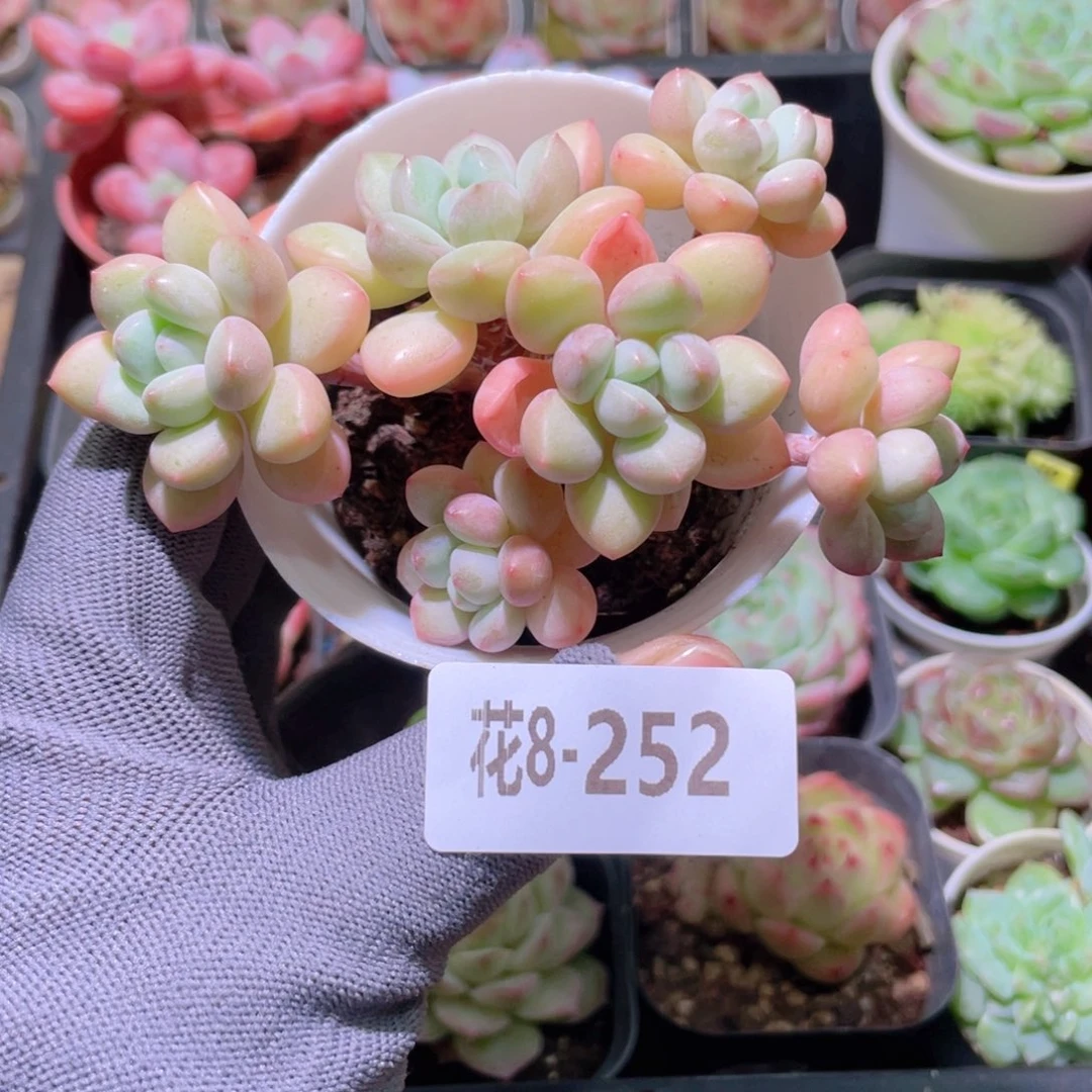 花利美 8-152泡泡糖