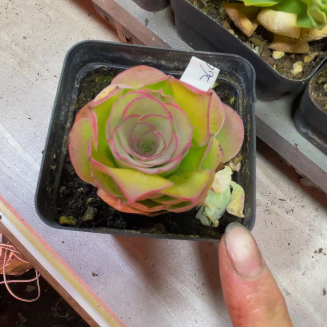 黄帕266多肉植物花卉