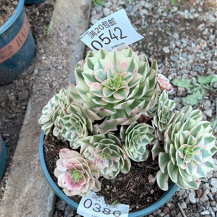 *****0542倾城多肉植物