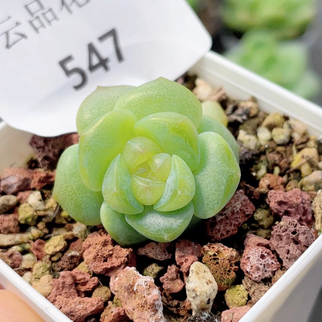547号糖心冰心珍妮 福利
