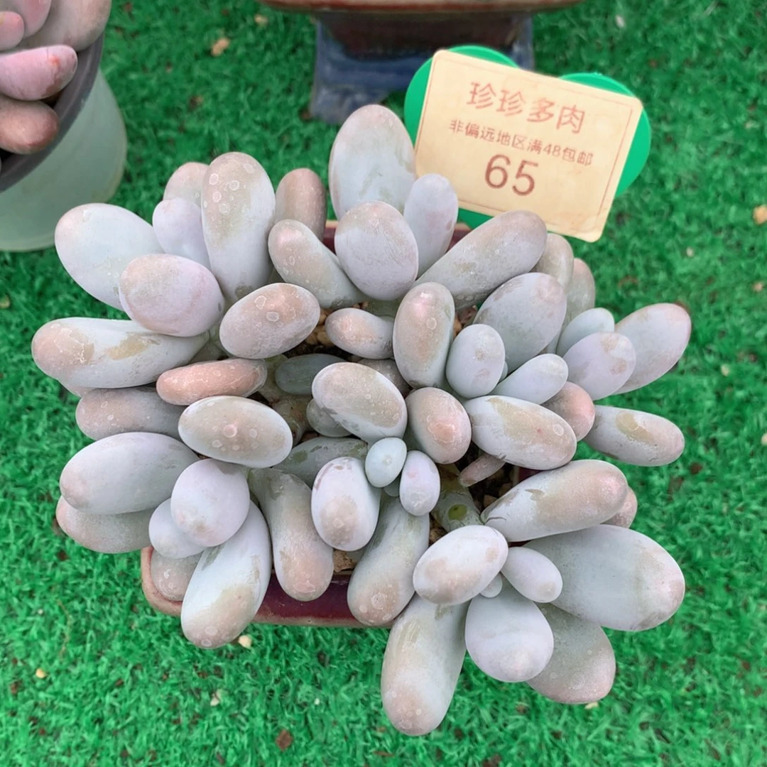 原始奶酪无砍平头65