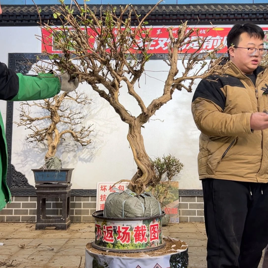 无花朵金银花8555555255555555558