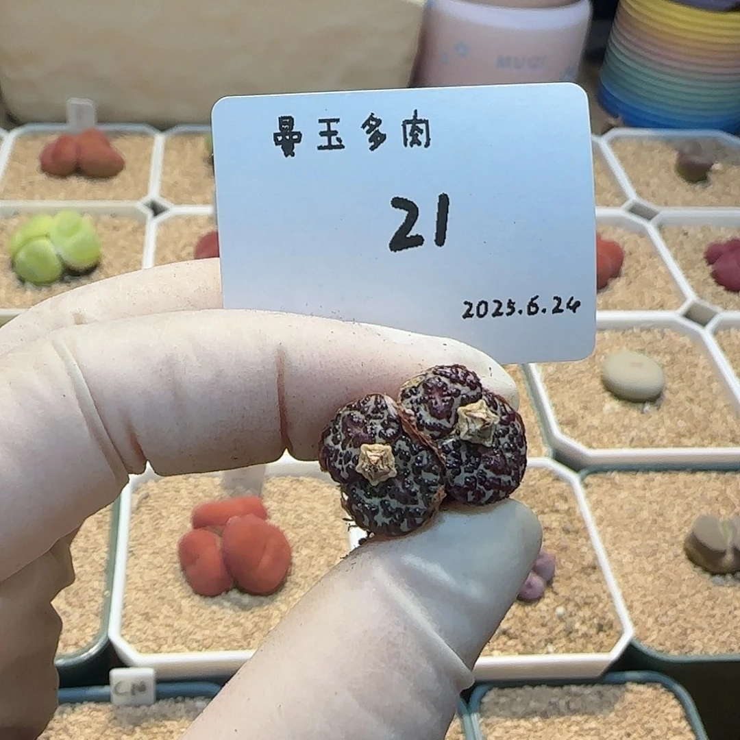 鸭***黑多肉多肉多肉6.24-021