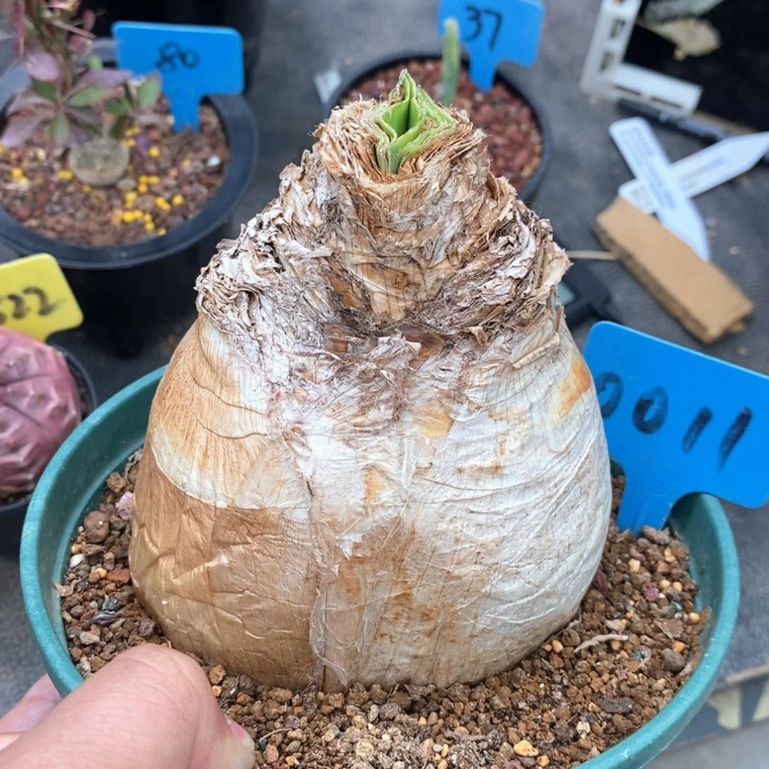 巨凤之卵多肉植物