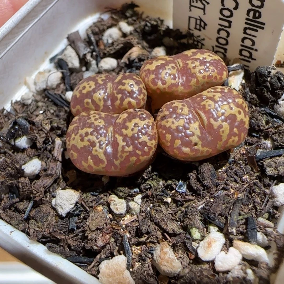 肉锥多肉植物组合-泡泡勋1064
